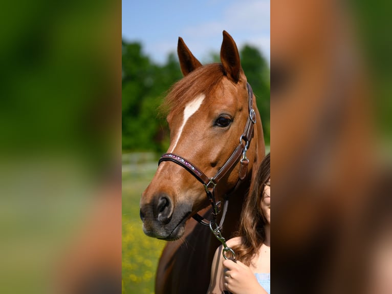 German Riding Pony Mare 10 years 14.2 hh Chestnut-Red in Burgauberg