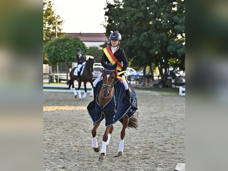 German Riding Pony Mare 10 years 14.2 hh Chestnut-Red in Burgauberg