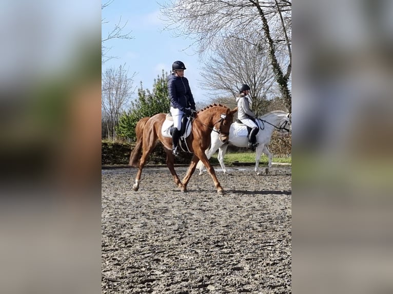 German Riding Pony Mare 10 years 14,2 hh Chestnut-Red in Hohenfelde