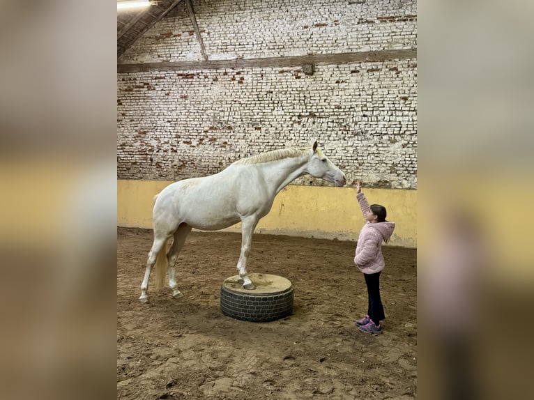 German Riding Pony Mare 10 years 14,2 hh Cremello in Köln
