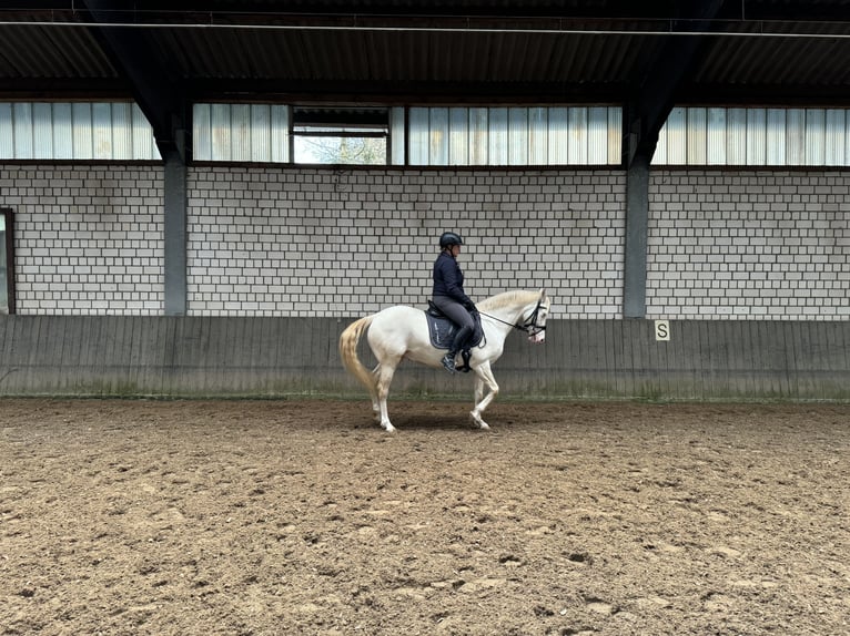German Riding Pony Mare 10 years 14,2 hh Cremello in Köln