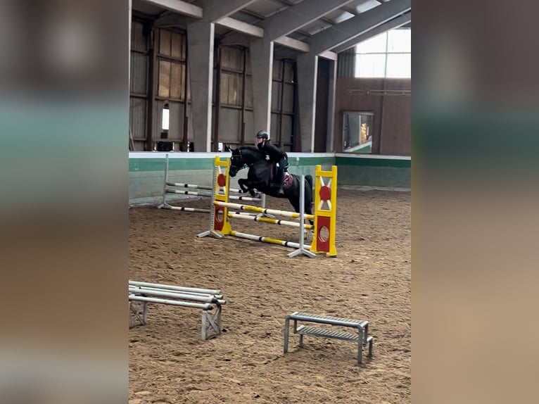 German Riding Pony Mare 10 years 14,2 hh in Oldenburg
