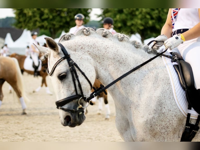 German Riding Pony Mare 10 years 14.2 hh Grey in Uetze