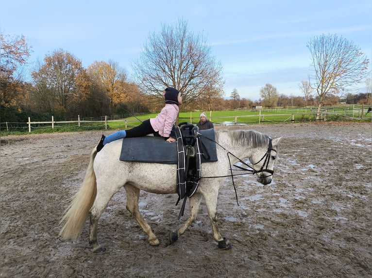 German Riding Pony Mare 10 years 14.2 hh Grey in Uetze