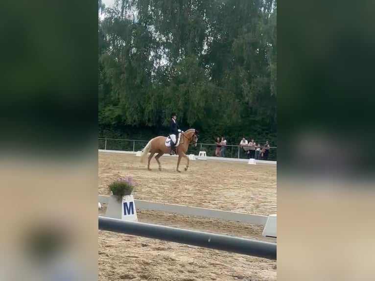 German Riding Pony Mare 10 years 14.2 hh Palomino in Neuenstein