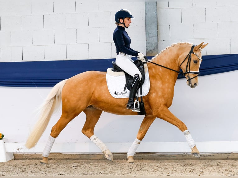 German Riding Pony Mare 10 years 14.2 hh Palomino in Marsberg