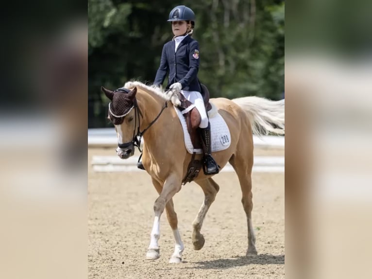 German Riding Pony Mare 10 years 14.2 hh Palomino in München