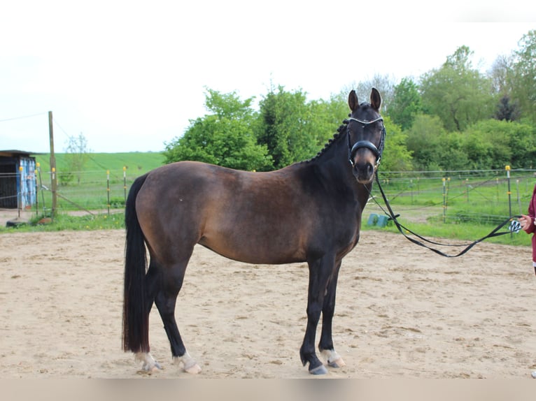 German Riding Pony Mare 10 years 14,2 hh Smoky-Black in Bobitz