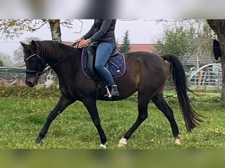 German Riding Pony Mare 10 years 14,2 hh Smoky-Black in Bobitz