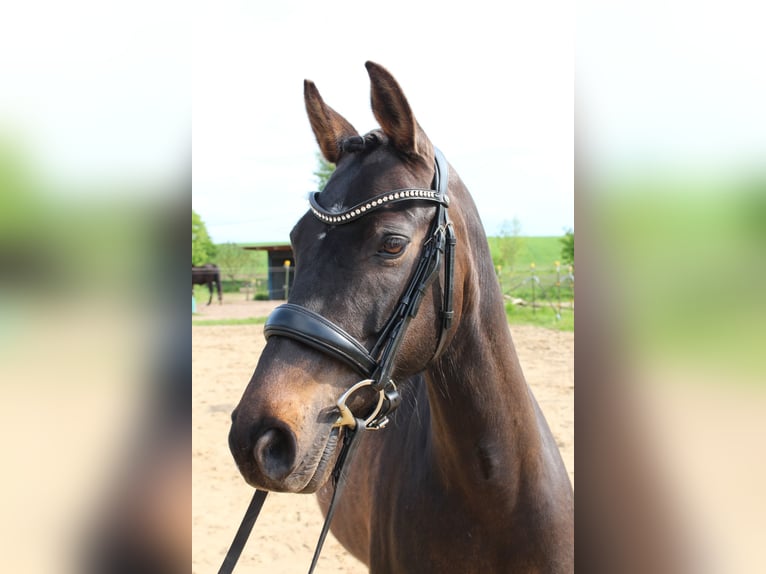 German Riding Pony Mare 10 years 14,2 hh Smoky-Black in Bobitz