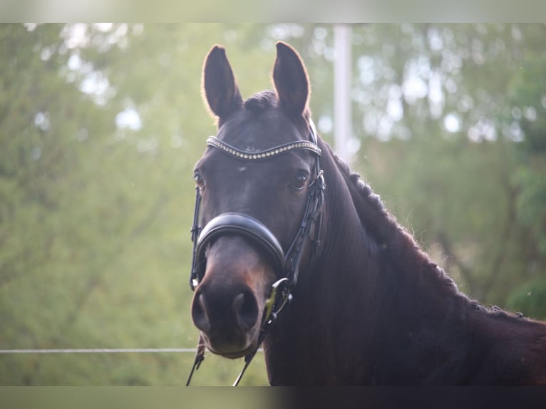 German Riding Pony Mare 10 years 14,2 hh Smoky-Black in Bobitz