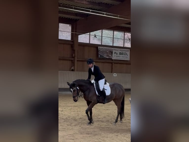 German Riding Pony Mare 10 years 14.3 hh Brown in Leonberg