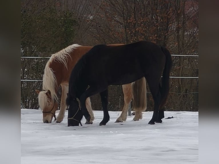 German Riding Pony Mare 10 years 14 hh Black in Vogtshagen