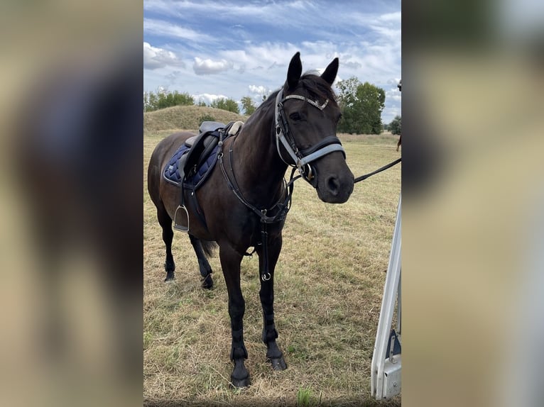 German Riding Pony Mix Mare 10 years 14 hh Black in Osternienburger Land