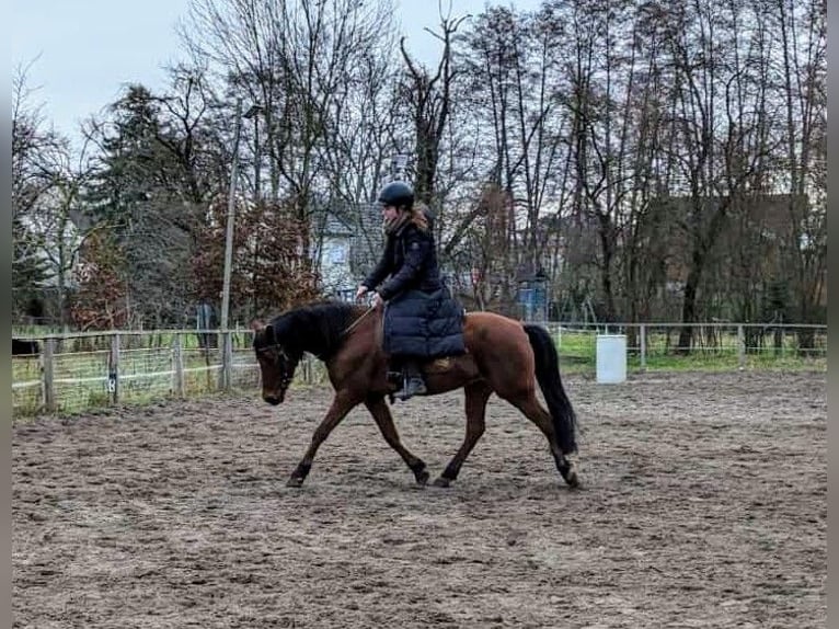 German Riding Pony Mare 10 years 14 hh Brown in Bestensee