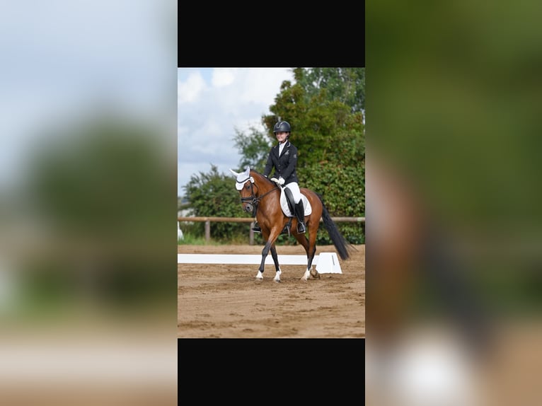German Riding Pony Mare 10 years 14 hh Brown in Weimar