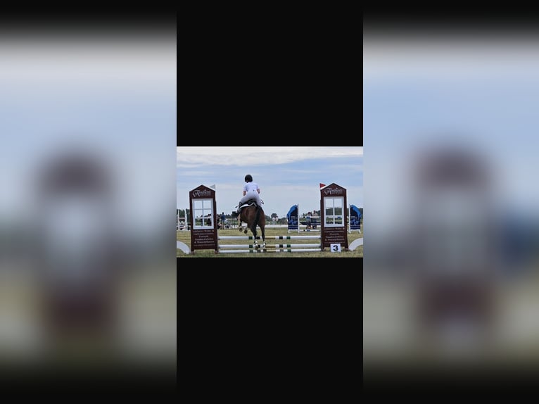 German Riding Pony Mare 10 years 14 hh Brown in Weimar