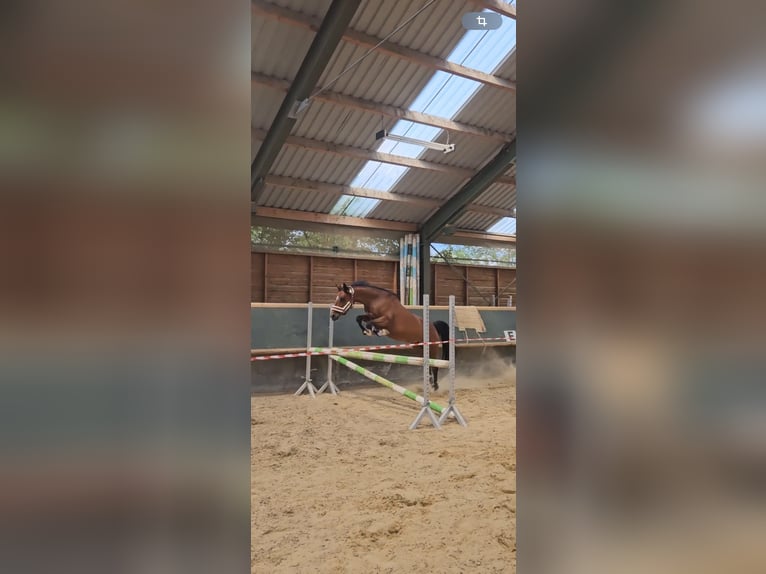 German Riding Pony Mare 10 years 14 hh Brown in Weimar