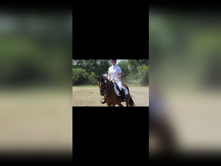 German Riding Pony Mare 10 years 14 hh Brown in Weimar