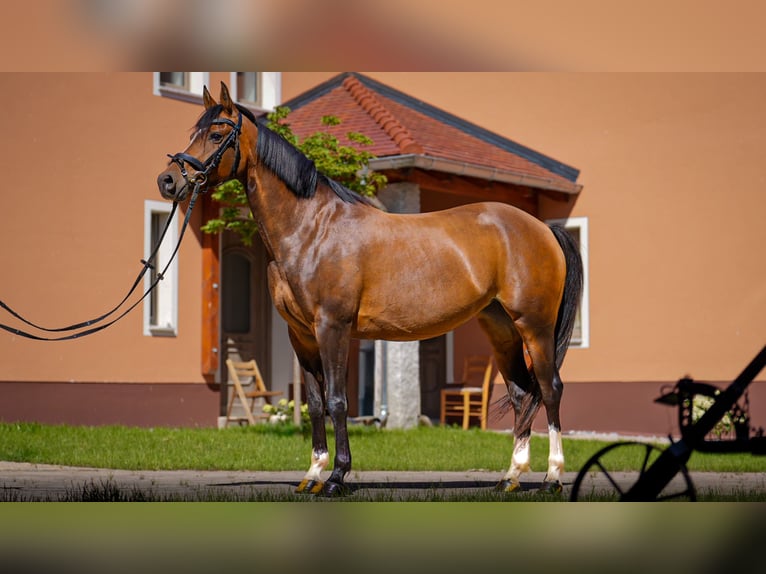 German Riding Pony Mix Mare 10 years 14 hh Brown in Wittichenau