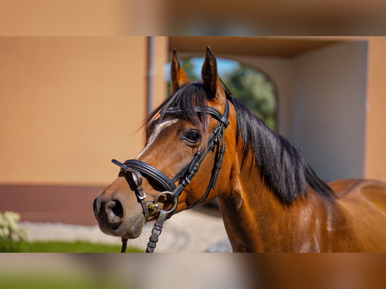 German Riding Pony Mix Mare 10 years 14 hh Brown in Wittichenau