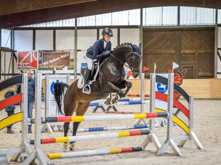 German Riding Pony Mare 10 years 14,1 hh Bay-Dark in Braunschweig