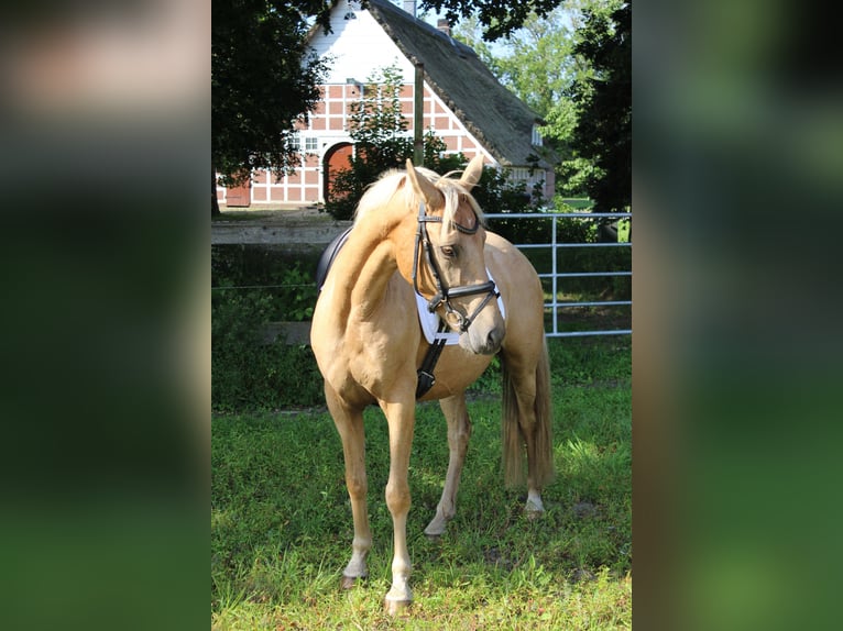German Riding Pony Mare 10 years 14,1 hh in Gro&#xDF;enw&#xF6;rden