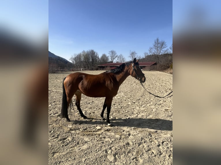 German Riding Pony Mare 10 years 14,1 hh Brown in Bayrischzell