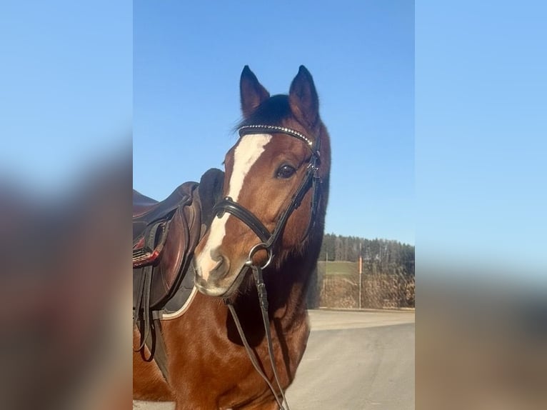 German Riding Pony Mare 10 years 14,1 hh Brown in Pelmberg