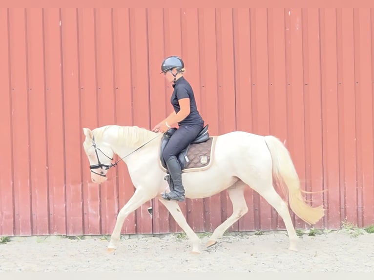 German Riding Pony Mare 10 years 14,1 hh Cremello in Leer (Ostfriesland)Leer