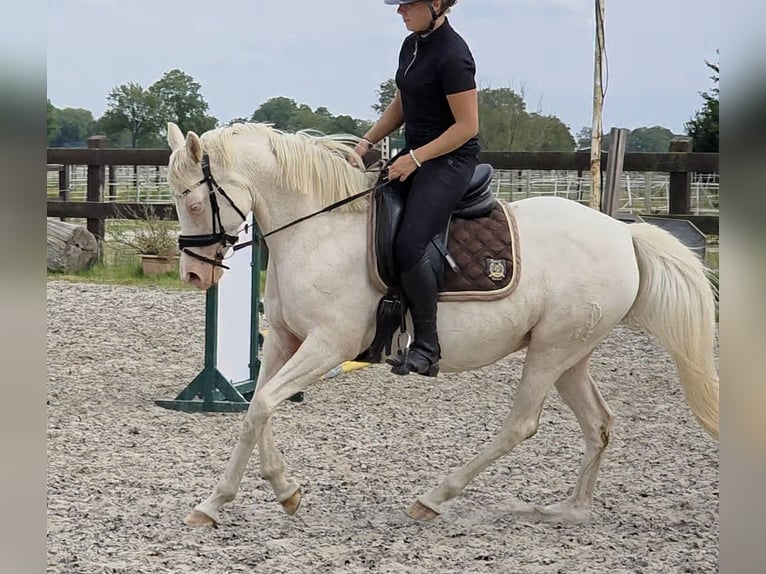 German Riding Pony Mare 10 years 14,1 hh Cremello in Leer (Ostfriesland)Leer