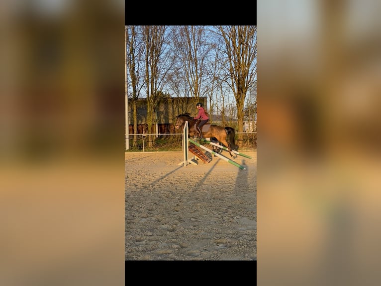 German Riding Pony Mare 10 years 14,1 hh Dun in Altenstadt