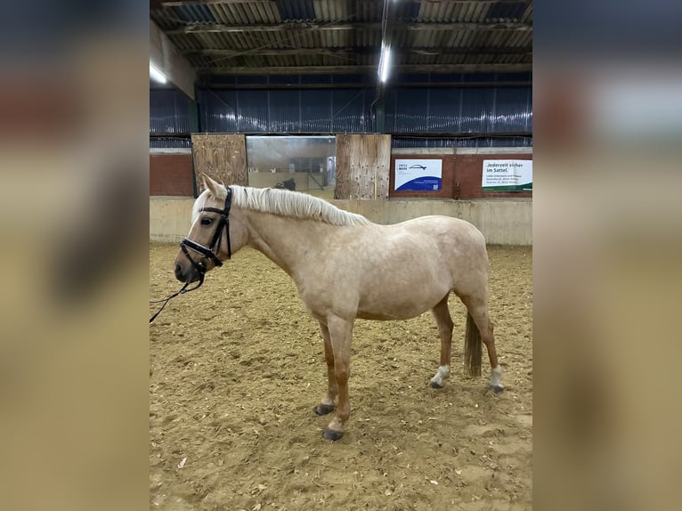 German Riding Pony Mare 10 years 14,1 hh Dun in M&#xFC;nster