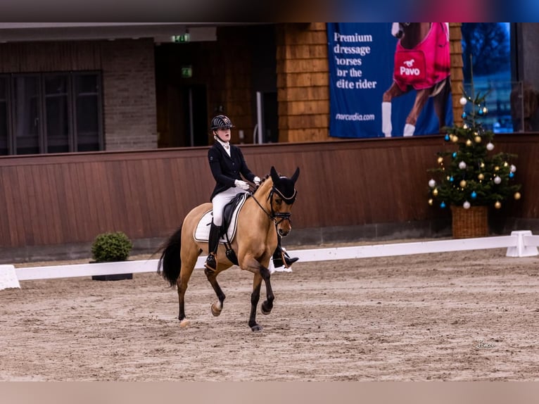 German Riding Pony Mare 10 years 14,1 hh Dun in Ringsted