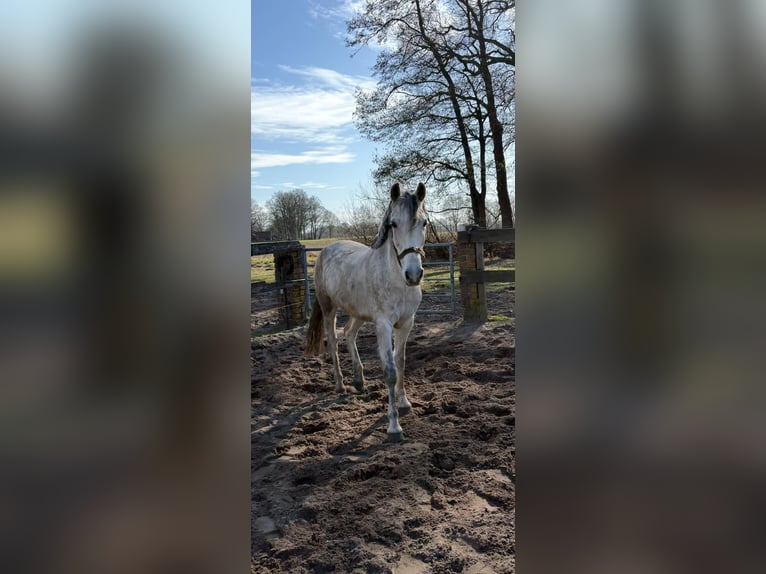 German Riding Pony Mare 10 years 14,1 hh Grey-Blue-Tan in Hopsten