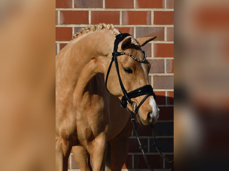 German Riding Pony Mare 10 years 14,1 hh Palomino in Fürstenau