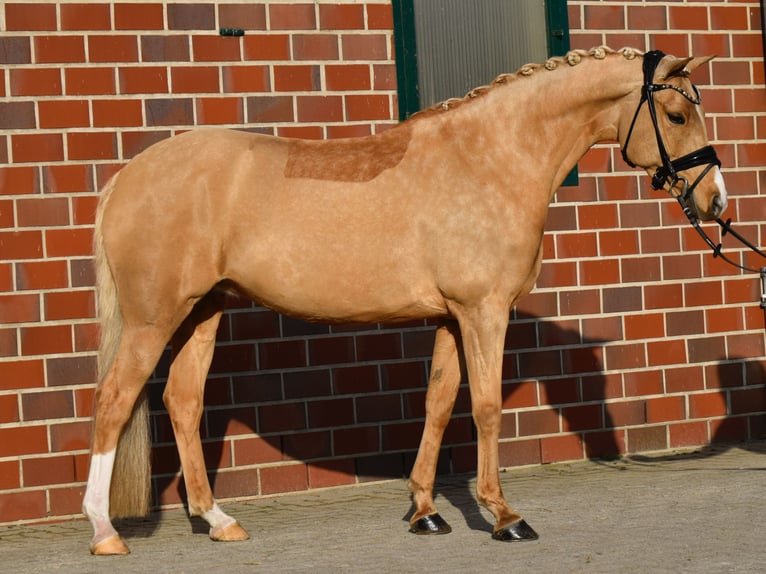 German Riding Pony Mare 10 years 14,1 hh Palomino in Fürstenau