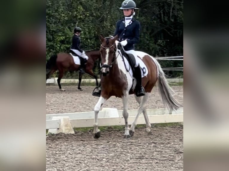 German Riding Pony Mare 10 years 14,1 hh Pinto in Oirschot