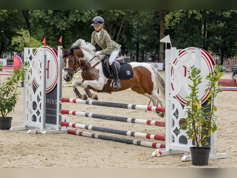 German Riding Pony Mare 10 years 14,1 hh Pinto in Oirschot