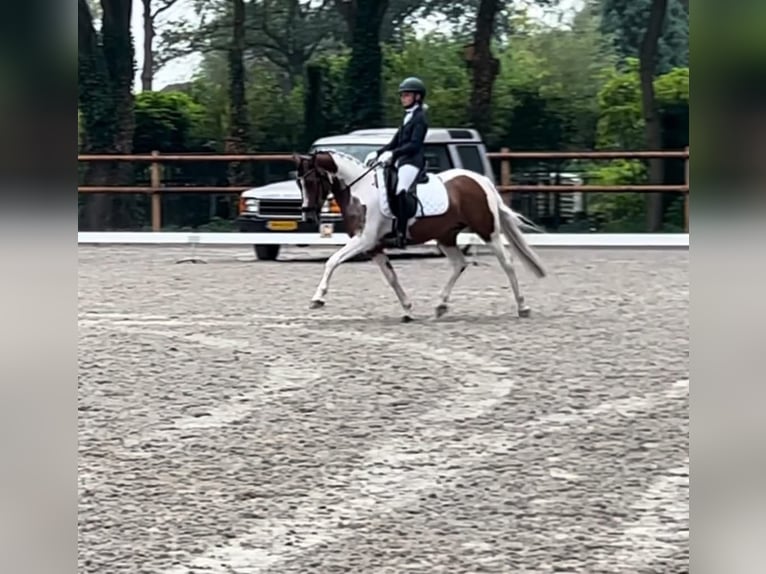 German Riding Pony Mare 10 years 14,1 hh Pinto in Oirschot