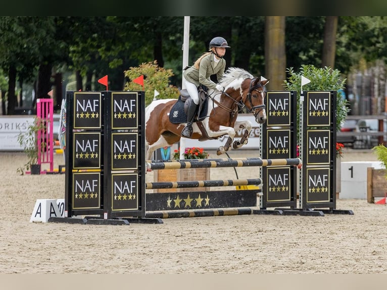 German Riding Pony Mare 10 years 14,1 hh Pinto in Oirschot