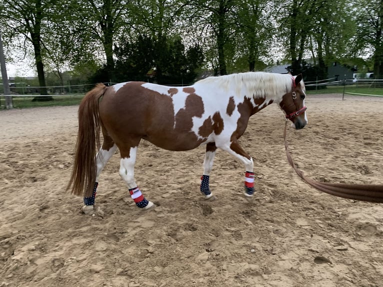 German Riding Pony Mare 10 years 14,1 hh Pinto in Nauen