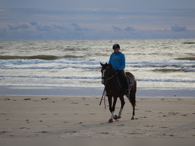 German Riding Pony Mare 10 years 14,1 hh in Suderburg