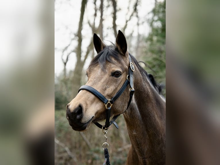 German Riding Pony Mare 10 years 14,2 hh Buckskin in Altensteig