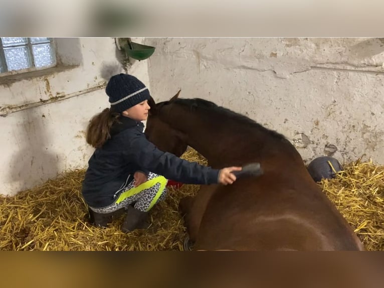 German Riding Pony Mare 10 years 14,2 hh Chestnut in M&#xFC;lheim an der Ruhr