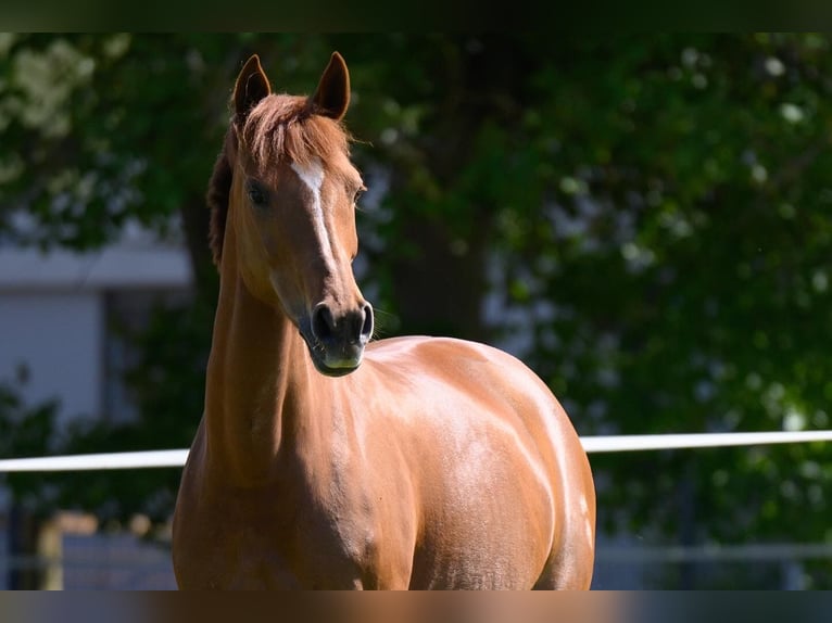 German Riding Pony Mare 10 years 14,2 hh Chestnut-Red in Burgauberg