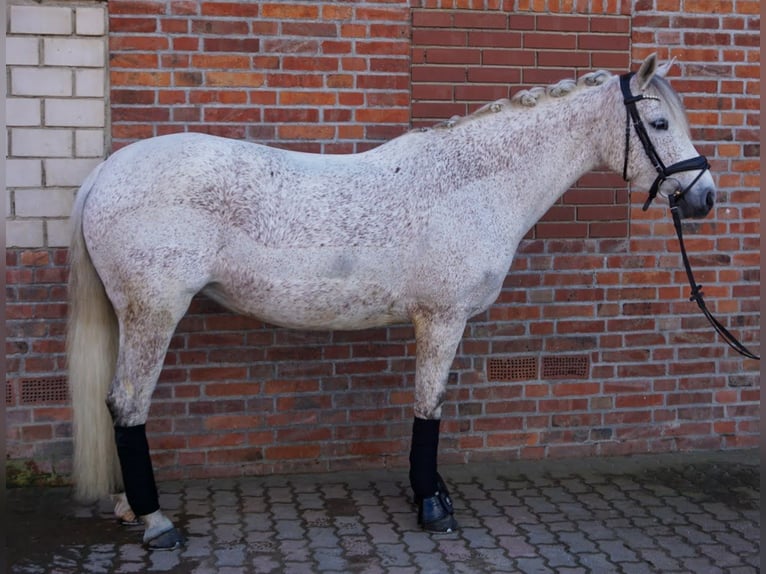 German Riding Pony Mare 10 years 14,2 hh Grey in Uetze