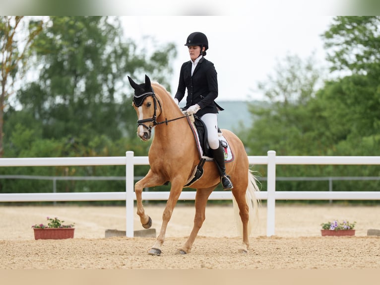 German Riding Pony Mare 10 years 14,2 hh Palomino in Neuenstein