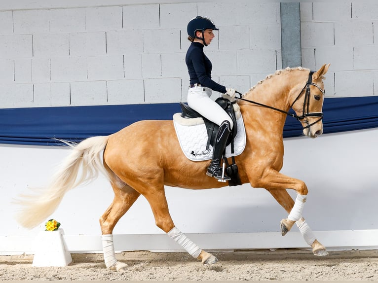 German Riding Pony Mare 10 years 14,2 hh Palomino in Marsberg