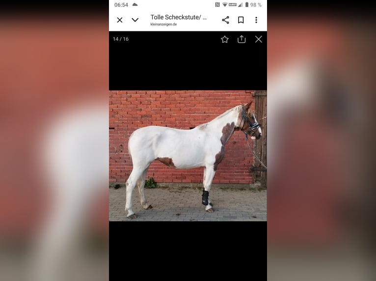 German Riding Pony Mix Mare 10 years 14,2 hh Pinto in Hahnenknoop